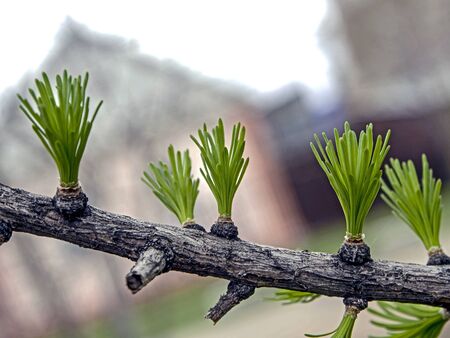 first green leaves on the branch of a larch tree, macro, narrow focus areaの写真素材