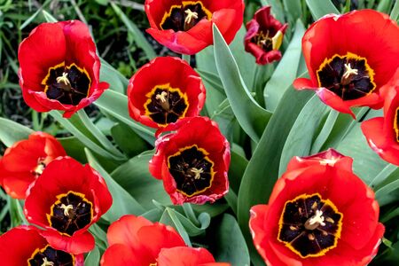 fresh red tulips in the garden among greenery, top viewの写真素材