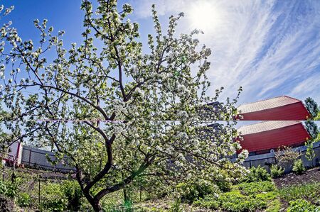 blooming Apple tree in the garden against the blue sky in spring, fish-eyeの写真素材