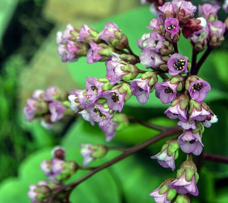 Badan flowers, plants with the Latin name Bergenia, are used in folk medicineの写真素材