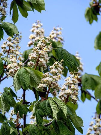 branches of a flowering chestnut tree against the spring blue skyの写真素材