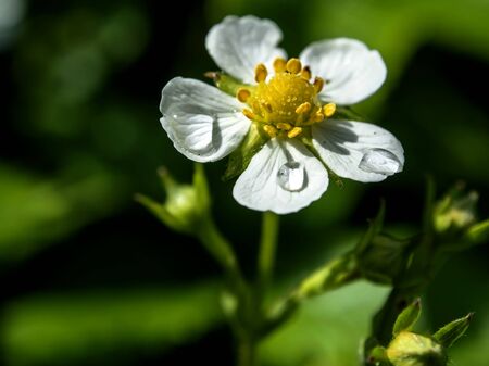 Blooming strawberry flower garden with dew drops on the petals close up illuminated by the morning sunの写真素材