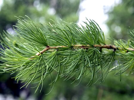 Green larch branch with young leaves on a blurred natural background on a spring day