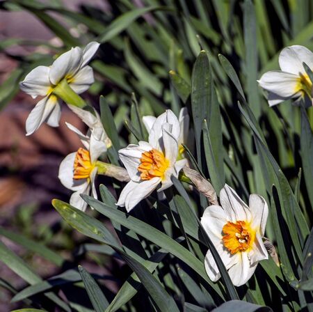white Narcissus, a plant with the Latin name Narcissus in the garden, macroの写真素材