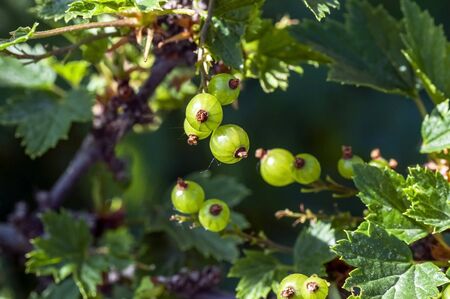 green unripe black currant berries on the Bush, macro, narrow focus zone