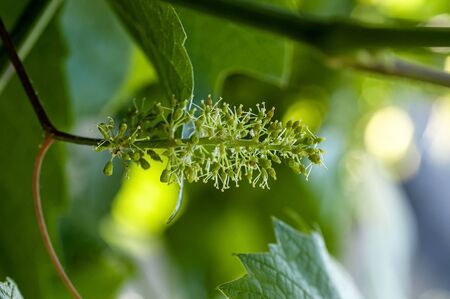 green blooming grape buds, macroの写真素材