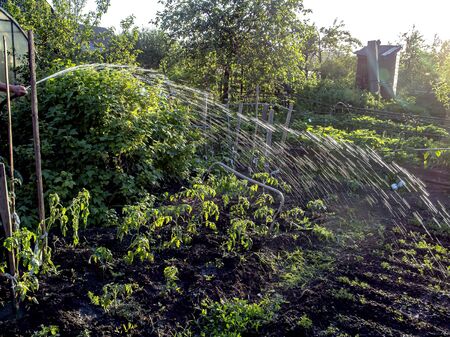 watering the garden beds with a hose in the eveningの写真素材