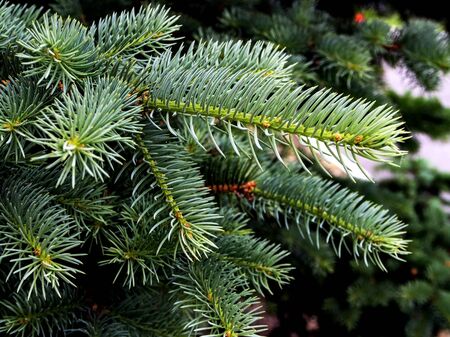 branches of spruce with young growth, macro