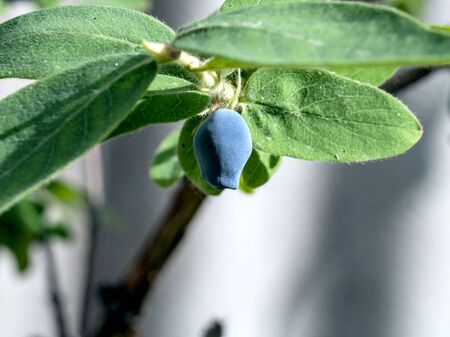 honeysuckle berries on a Bush in the garden, macroの写真素材