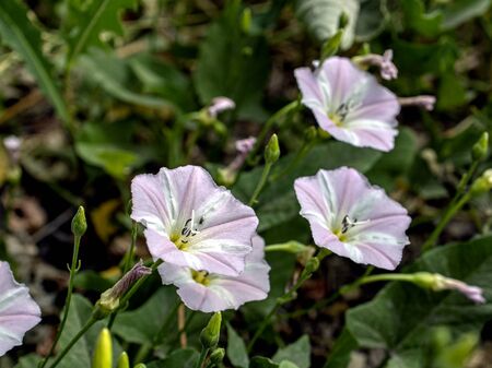 bindweed flowers, plants with the Latin name Convolvulus arvensis in a meadowの写真素材
