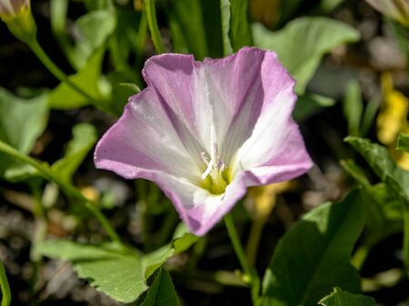 bindweed flowers, plants with the Latin name Convolvulus arvensis in a meadow