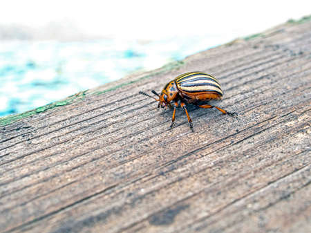 Colorado beetle an insect with the Latin name Leptinotarsa decemlineata is a pest of potatoesの写真素材