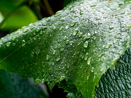 raindrops on green grape leaves, macro, narrow focus areaの写真素材