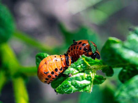 larva of the Colorado beetle, an insect with the Latin name Leptinotarsa decemlineata pest of...