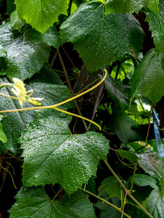 raindrops on green grape leaves, macro, narrow focus areaの写真素材