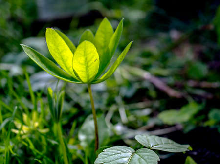 green leaves of a herbaceous plant are completely illuminated by the sun