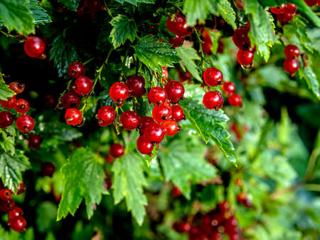 red currant branch with drops after rain, macro, narrow focus area