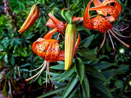 orange tiger Lily with raindrops, macro, narrow focus areaの写真素材