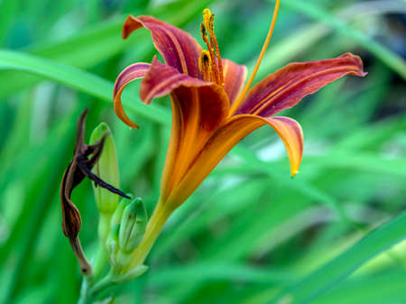 blooms red-purple Lily in the garden on a blurred natural background, macro, narrow focus zoneの写真素材