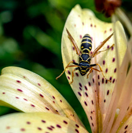 dangerous wasp sitting on a tiger Lily flower, macro, narrow focus zone