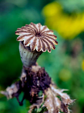 brown dried poppy boxes after flowering, macro, narrow focus zone