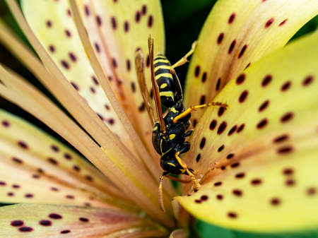 dangerous wasp sitting on a tiger Lily flower, macro, narrow focus zone