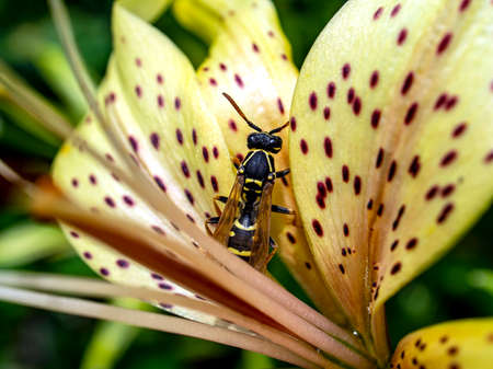 dangerous wasp sitting on a tiger Lily flower, macro