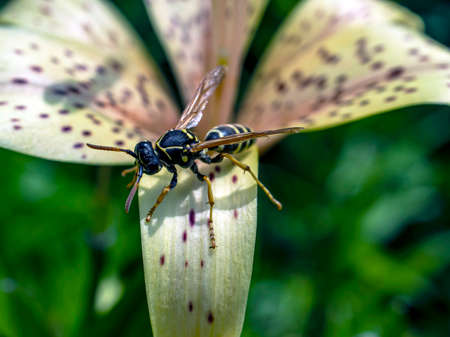 dangerous wasp sitting on a tiger Lily flower, macro, narrow focus zoneの写真素材