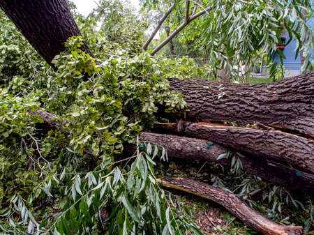 split in half trunk of a broken tree during a strong wind in the city of Chelyabinsk, southern Urals