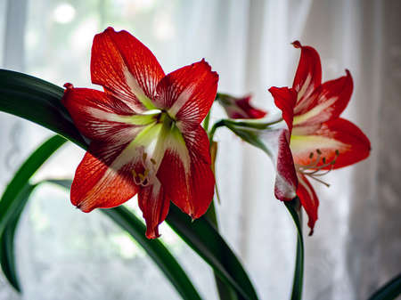 red flower with the Latin name Hippeastrum blooms on the windowsill on a light bright backgroundの写真素材