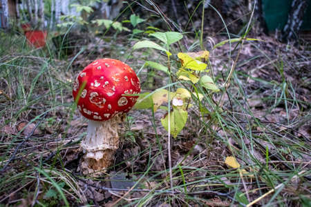 inedible mushroom with the Latin name Amanita muscaria