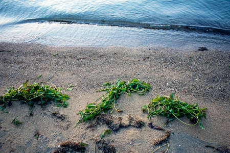 green algae on the sandy shore of lake Uvildyの写真素材