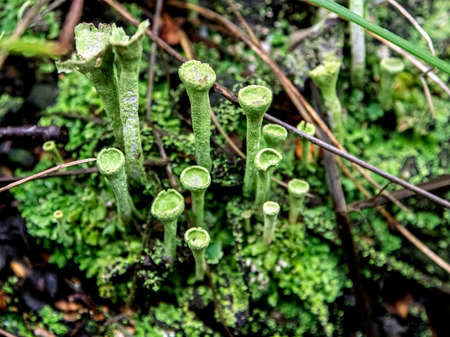 beautiful lichen with the Latin name Cladonia foliacea, folk name goblets of the elves, grows on old stumps, forest of the southern Uralsの写真素材