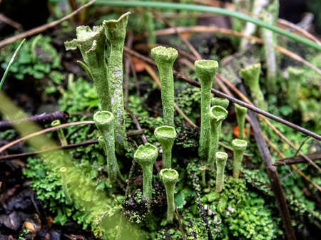 beautiful lichen with the Latin name Cladonia foliacea, folk name goblets of the elves, grows on old stumps, forest of the southern Uralsの素材 [FY310155646317]