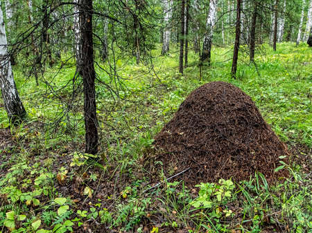 large anthill in a mixed forest among trees, southern Uralsの写真素材