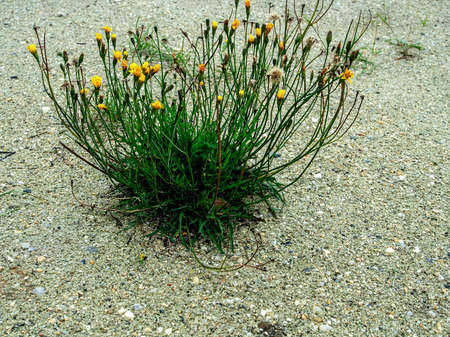 flowering plant in the sand on the lake shore, southern Uralsの写真素材