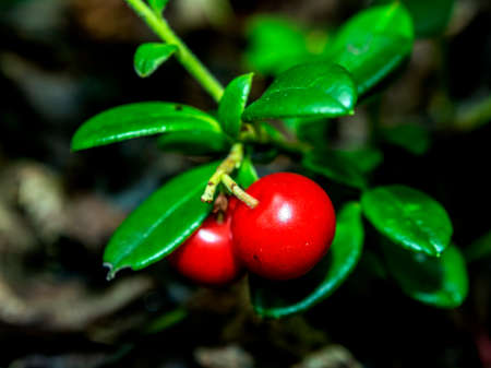 red edible forest berries with the Latin name Vaccinium vitis-idaea in the forest in a clearing, used in folk medicine, macroの写真素材
