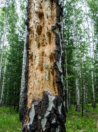 hollows and holes in an old tree in the forest, traces of woodpecker work on the tree