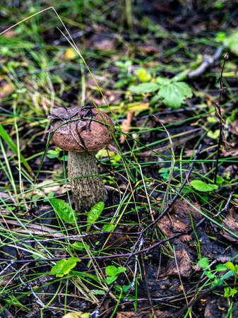 edible mushrooms with the Latin name Leccinum scabrum grow among fallen leaves, macro, narrow focus zoneの写真素材