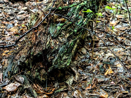 old ruined stump overgrown with moss lichen and grass in the autumn forestの写真素材