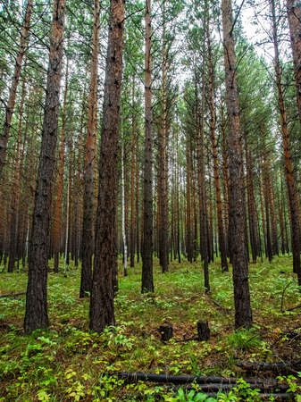 young pine forest in autumn, straight pines, southern Urals