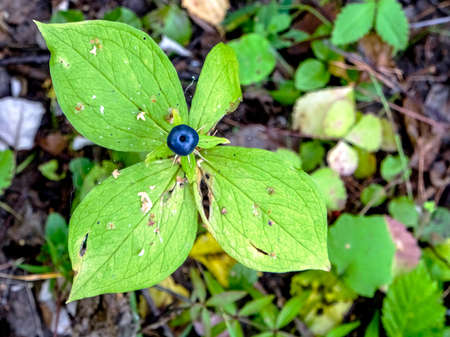 poisonous plant with the Latin name Paris quadrifolia grows in forests, a rare plant, southern...