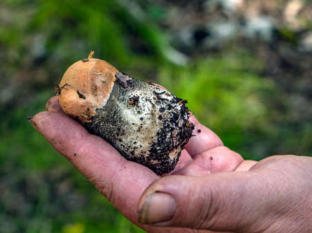 mushroom with the Latin name Leccinum aurantiacum in the hands of a person, a mushroom with excellent tasteの写真素材