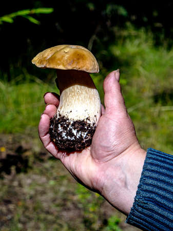 white mushroom with the Latin name Boletus edulis in the hands of a person, a mushroom with excellent tasteの写真素材