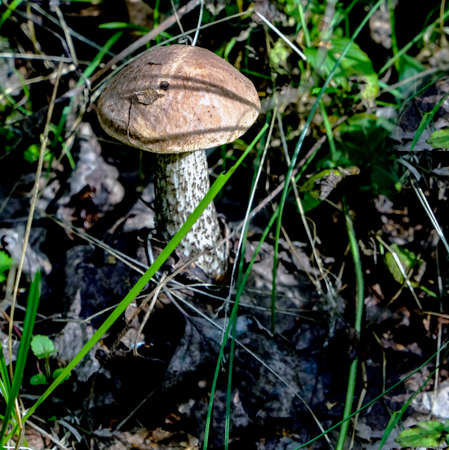 edible mushrooms with the Latin name Leccinum scabrum grow among fallen leaves, macro, narrow focus...