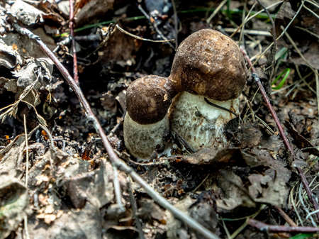 edible mushrooms with the Latin name Leccinum scabrum grow among fallen leaves, macro, narrow focus...