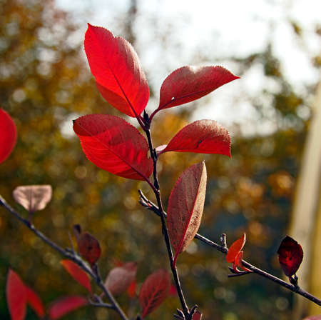 bright multi-colored autumn leaves of black mountain ash on a blurred natural background