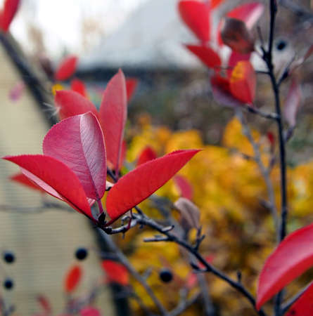 bright multi-colored autumn leaves of black mountain ash on a blurred natural background