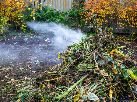 burning old green tops in the garden in autumn, smoke comes from the fireの写真素材