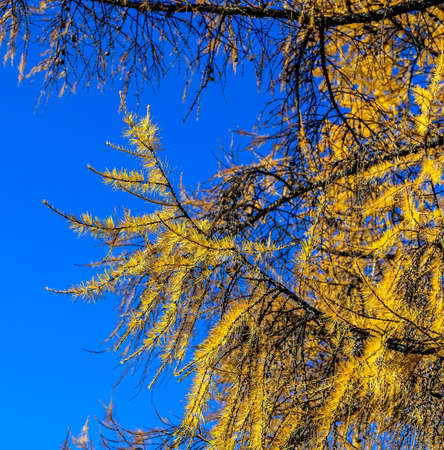 fluffy larch branches with yellow autumn needlesの写真素材